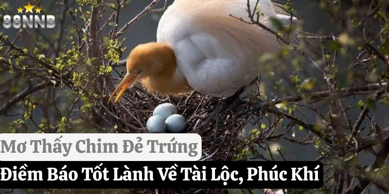 mơ thấy chim