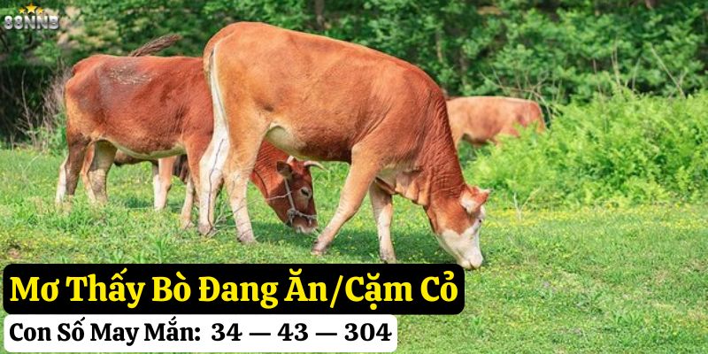 mơ thấy bò