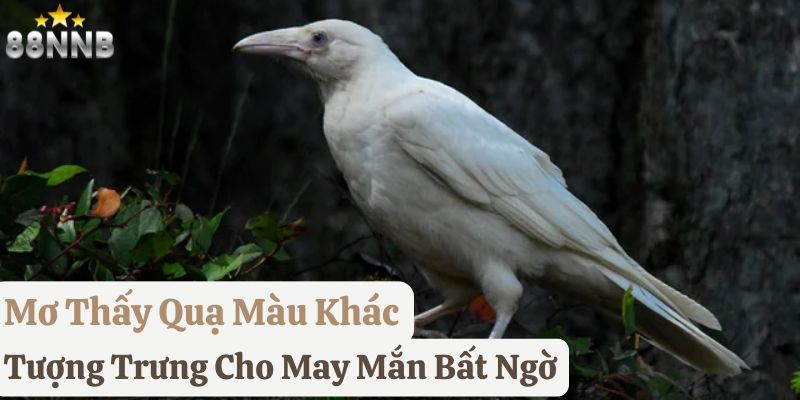 nằm mơ quạ