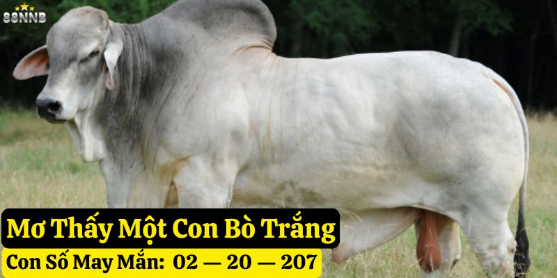 nằm mơ con bò